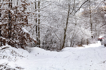 A snowy village road with tall trees covered in snow. A peaceful and beautiful winter scene. Copy space