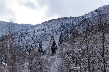 Snow-covered pine trees in the mountains on a cold winter day. The landscape with fresh white snow, peaceful and magical atmosphere. Majestic evergreen trees stand tall against a backdrop of peaks