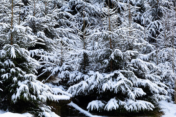 Snow-covered pine trees in a winter landscape. The beauty of nature in winter.