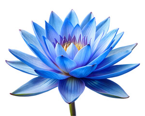 Fototapeta premium blue water lily