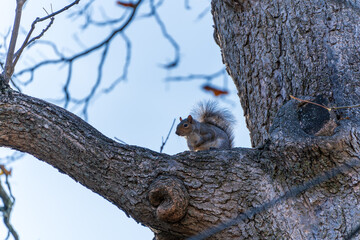 Ardilla observando desde el &aacute;rbol