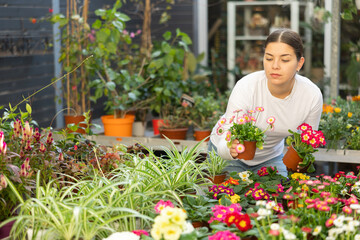 Female gardener tending to potted viola and daisy in container garden