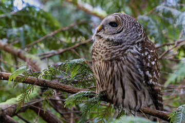 Barred Owl perched on branch, looking skyward