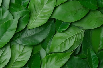 Lush Green Leaf Texture Background