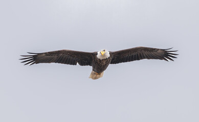 American bald eagle in flight.