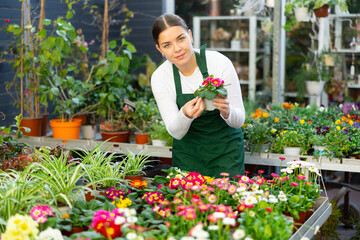 Female flower shop worker inspects primrose flowers for yellowed leaves in pots