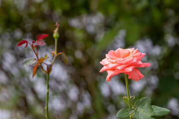 Tip of the branch of a rose bush with a rose in full bloom and another blurred branch with a rosebud on a green background
