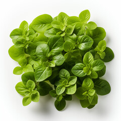 Perfect food images for supermarket catalogs promotional brochures or price tags