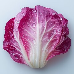 Perfect food images for supermarket catalogs promotional brochures or price tags