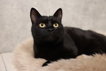 Cute black cat lying on rug, closeup. Adorable pet