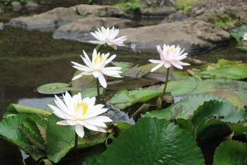 white lotus flowers blooming in a small pond in a garden