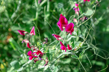 Vibrant pink flowers with delicate petals and green stems, set against a blurred background of lush...