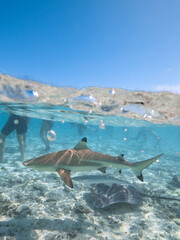 Swimming with reef sharks and stingrays at Bora Bora