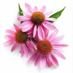 Pink Echinacea Isolated on White Background. Beautiful Echinacea Flower