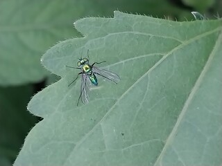 A detailed close-up of a small insect resting on a green leaf