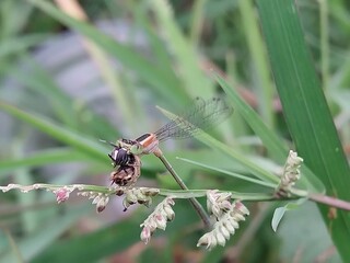  a type of small dragonfly, perch and rest on the grass 