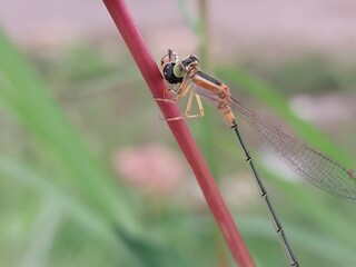  a type of small dragonfly, perch and rest on the grass 