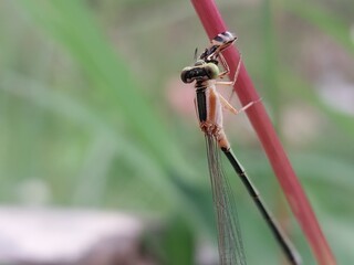  a type of small dragonfly, perch and rest on the grass 