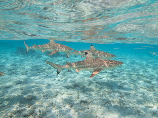 Swimming with reef sharks and stingrays at Bora Bora