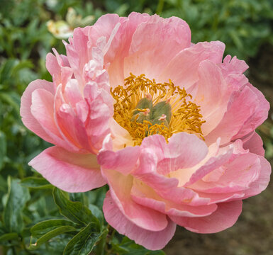 Pretty Pink Peony Portrait 002