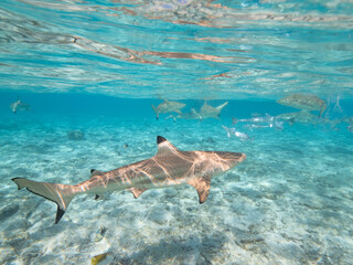 Obraz premium Swimming with reef sharks and stingrays at Bora Bora