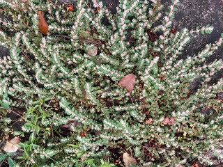 Euphorbia prostrata is a flowering plant species belonging to the Euphorbiaceae family . It is...