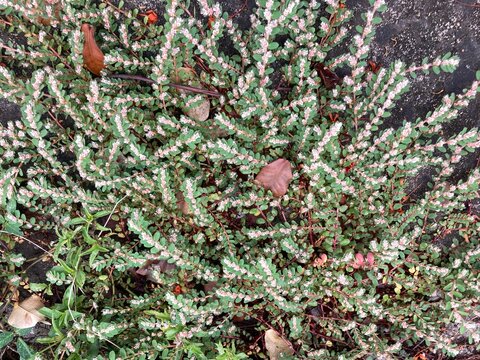 Euphorbia prostrata is a flowering plant species belonging to the Euphorbiaceae family . It is endemic from the United States to South America.