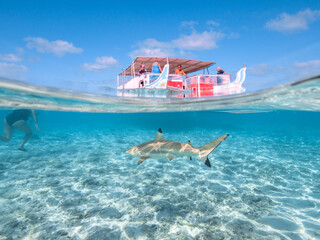 Swimming with reef sharks and stingrays at Bora Bora
