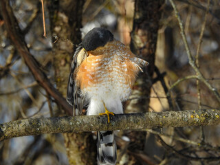 Sharp-shinned Hawk perfectly perched in the warm sunshine on a cold winter day