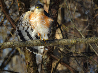 Sharp-shinned Hawk perfectly perched in the warm sunshine on a cold winter day