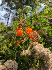 Vivid flowers of Crocosmia x crocosmiiflora blossom in summer