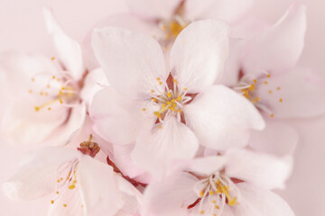 桜の花びらのクローズアップ