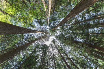 森の中で見上げた木々の風景