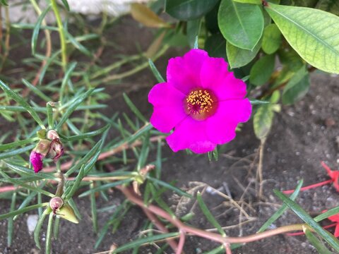 Portulaca grandiflora, known as morning glory, love of a moment, silk flower, beauty at eleven or purslane with flowers and eleven hours is an annual succulent plant of the family Portulacaceae.