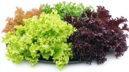 Fototapeta premium Fresh and Colorful Lettuce Varieties on a Black Platter