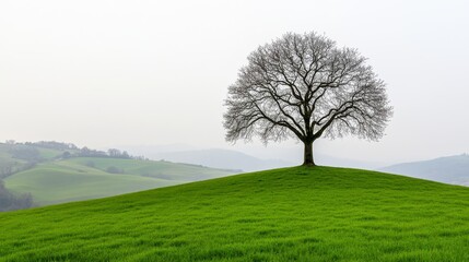 Obraz premium Solitary Tree on Green Hilltop Against Hazy Mountains