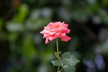 Tip of the branch of a rose bush with a rose in full bloom and some leaves on a green background

