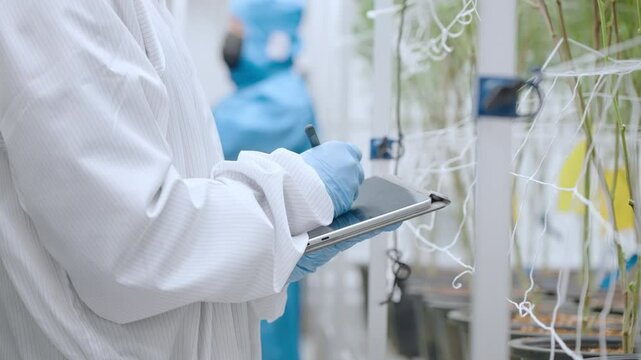 Researcher collecting cannabis plant growing data for research, greenhouse indoor plantation room, organic plantation system, indoors hemp marijuana, write down information inside digital tablet