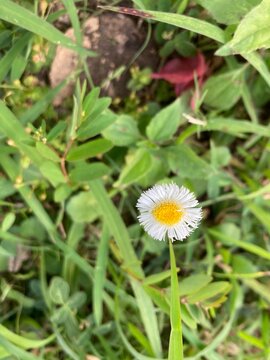 Erigeron philadelphicus, the Philadelphia fleabane, is a species of flowering plant in the composite family (Asteraceae). Other common names include common fleabane, daisy fleabane, frost-root.
