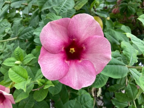 Allamanda blanchetii is a species of perennial flowering plant in the family Apocynaceae native to Brazil. Cultivated as an ornamental plant, it grows in full sun in USDA zones 9b through 11.