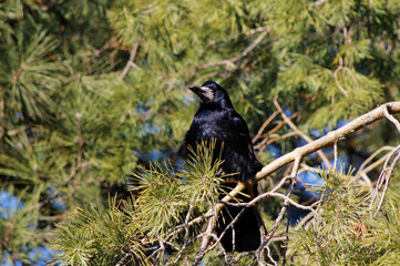 black crow on a pine branch
