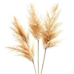 Fototapeta premium White Feather Reed Grass Isolated on White Background. Beautiful Feather Reed Grass Flower