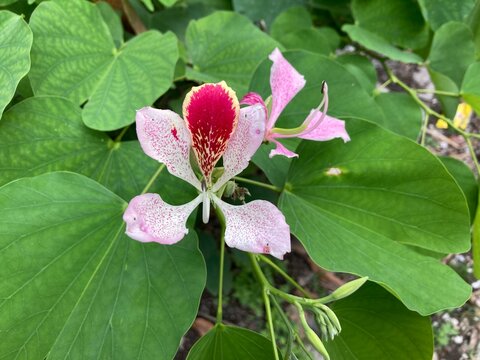 Bauhinia monandra is a species of leguminous tree, in the family Fabaceae. Common names include pink bauhinia, orchid tree, and Napoleon's feather. The tree is native to Madagascar.