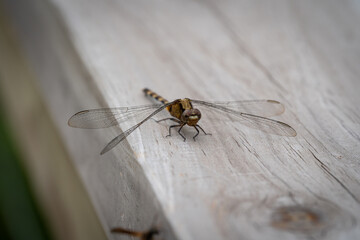 ant on a leaf