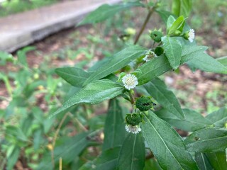 Eclipta prostrata is a species of phanerogamous plant in the Asteraceae family. It is one of the Ten Sacred Flowers of Kerala.
