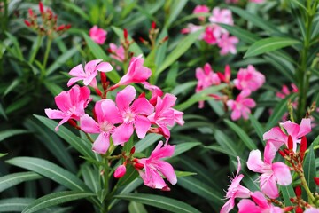 Nerium oleander rosebay flowers in a garden