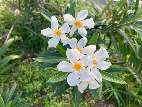 White laurel, also known as garden laurel or common laurel, is a species of evergreen tree or shrub characterized by its dense, aromatic foliage.