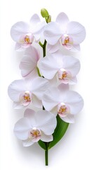 White Orchid Blossom with Dew Drops