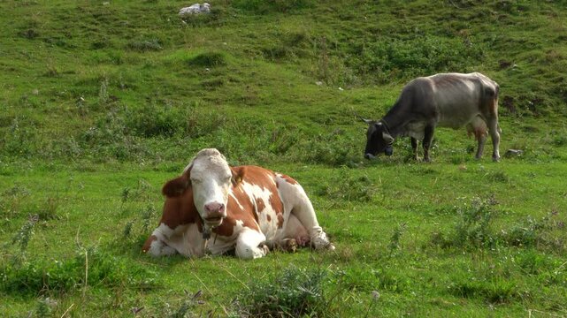 Simmental cow relaxing on a grass and zebu cattle grazing in field