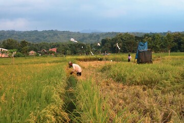 Farmers working in rice field area during harvest season in rural landscape